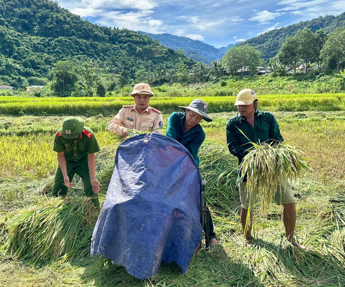 Cán bộ chiến sĩ công an tỉnh Điện Biên cùng dân thu hoạch lúa.