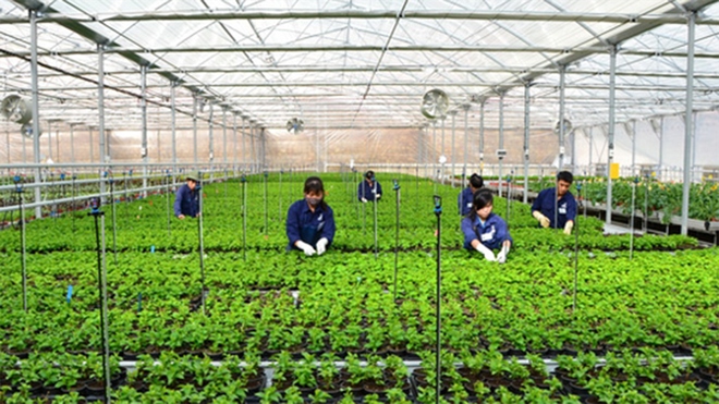 Lao động Việt Nam tại Hàn Quốc (Ảnh: VH/Báo điện tử Đảng Cộng sản)