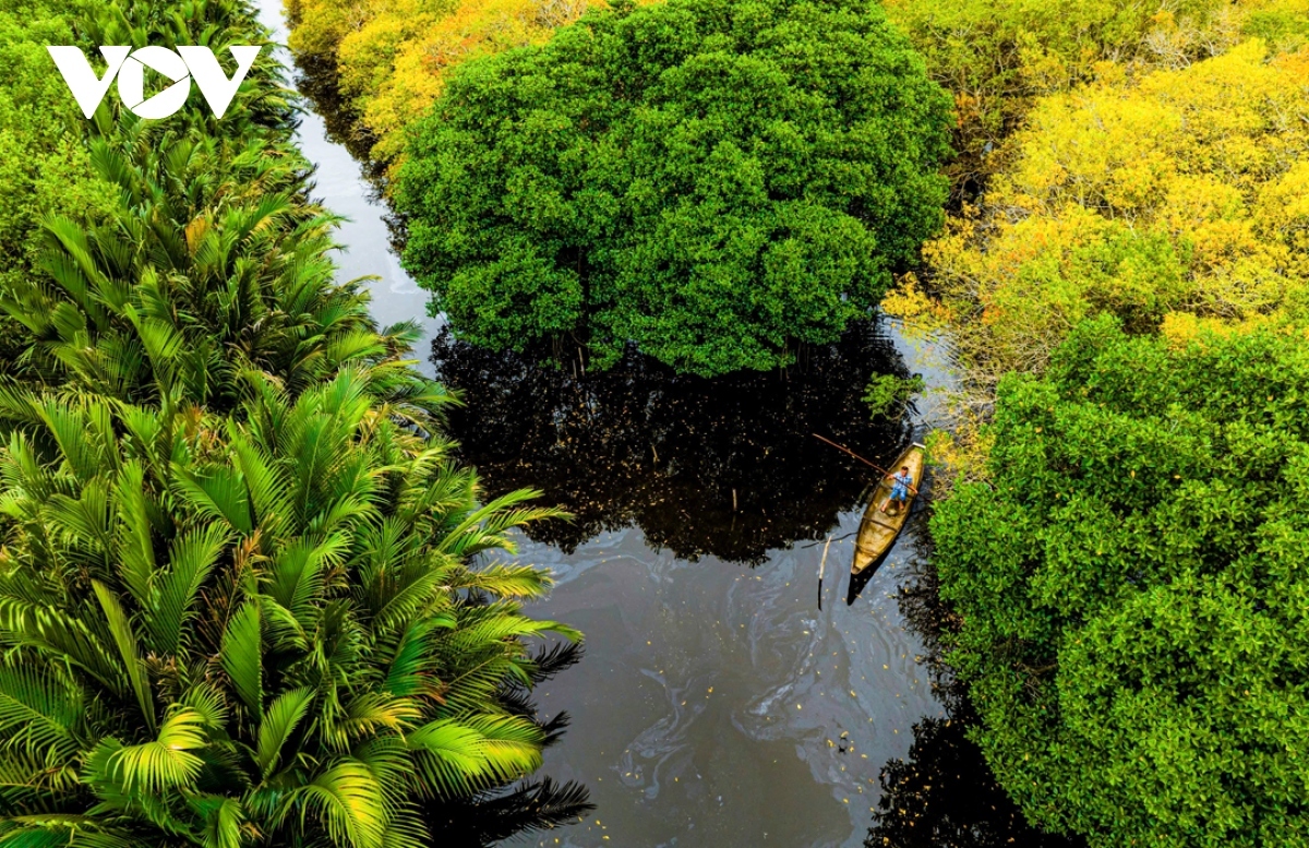 The Ru Cha mangrove forest is located in Thuan Hoa village of Huong Phong commune in Huong Tra town of Hue city.