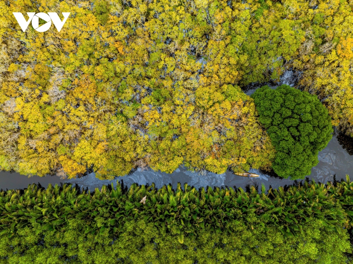 The forest remains pristine and is also home to many aquatic species and birds.