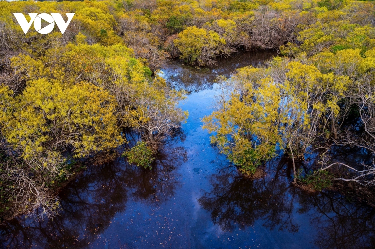 Thua Thien-Hue plans to expand the five-hectare forest to reduce the impact of climate change and develop eco-tourism.