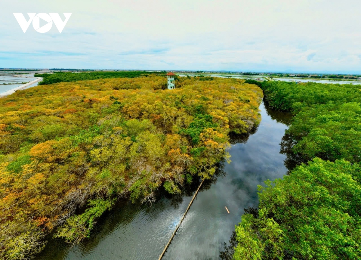 According to the Hue local language, "ru" means forest and mountain, whilst "cha" is the name of a species of plant that covers up to 90% of the local area.