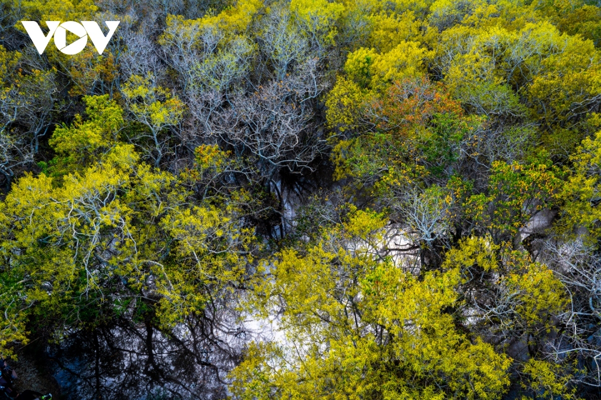 Ru Cha mangrove forest is covered with a brilliant array of yellow leaves, serving to create a peaceful scene for visitors to enjoy.