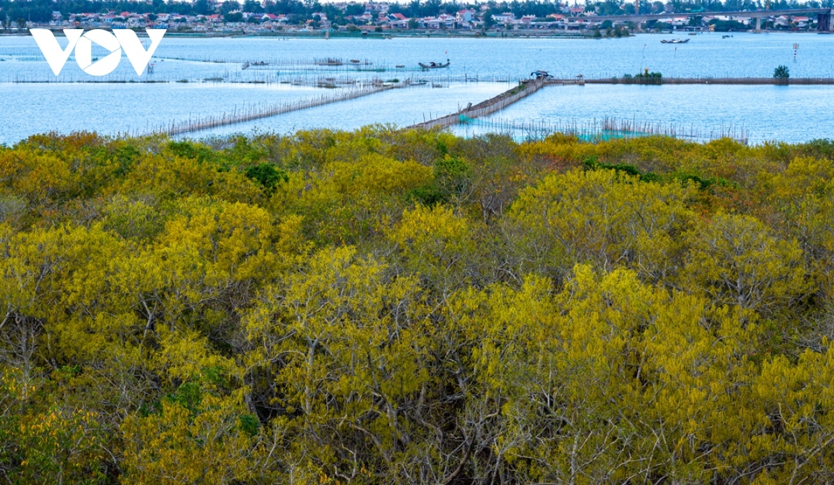 September is the best time to visit the forest when the mangroves blossom, creating a peaceful picture.
