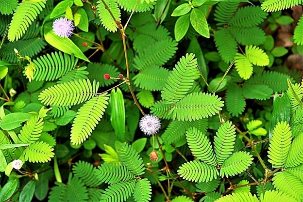 Cây trinh nữ mang lại nhiều lợi ích bất ngờ cho sức khỏe. Ảnh: Getty Images