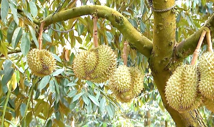 Tăng cường quản lý các mã số sầu riêng đã được cấp