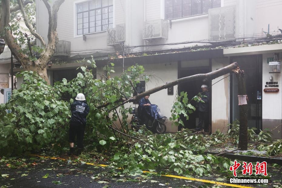 Lực lượng chức năng dọn dẹp cây xanh gẫy đổ do bão. Ảnh: Chinanews