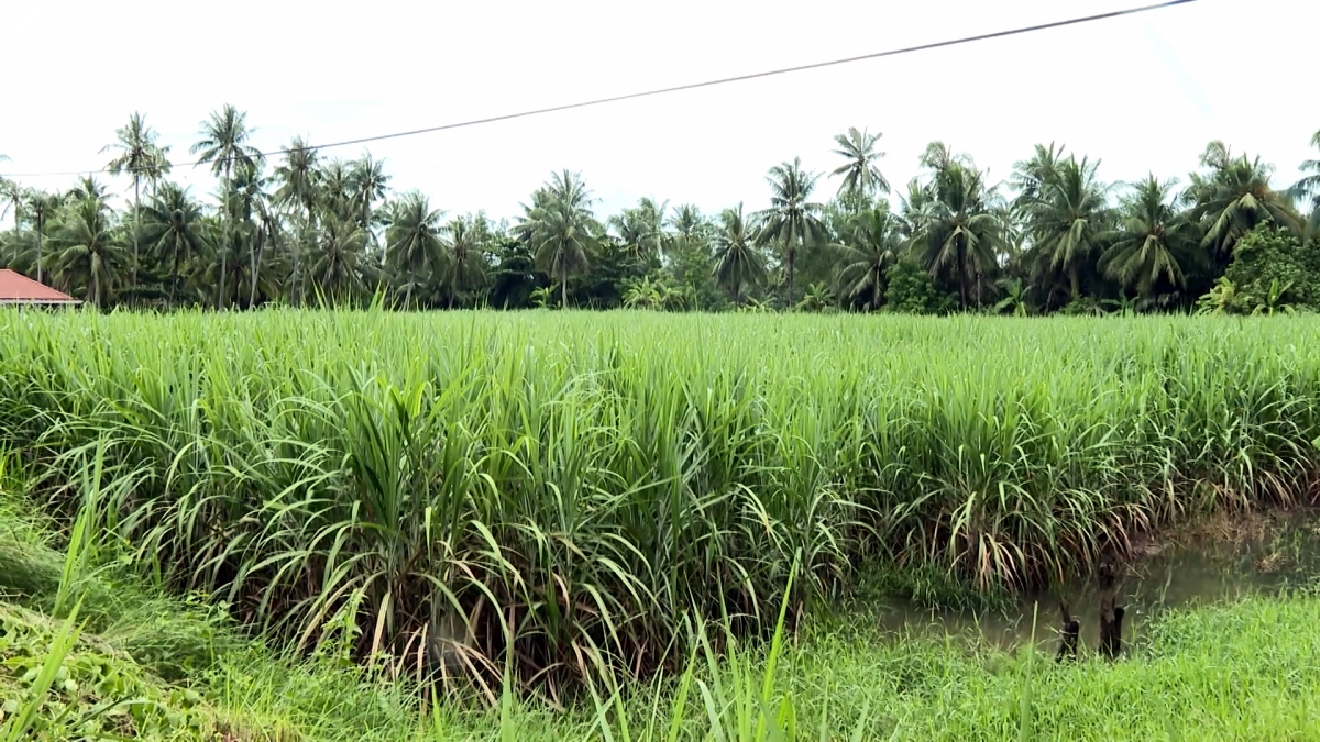 Vùng nguyên liệu mía của Trà Vinh đang phát triển tốt