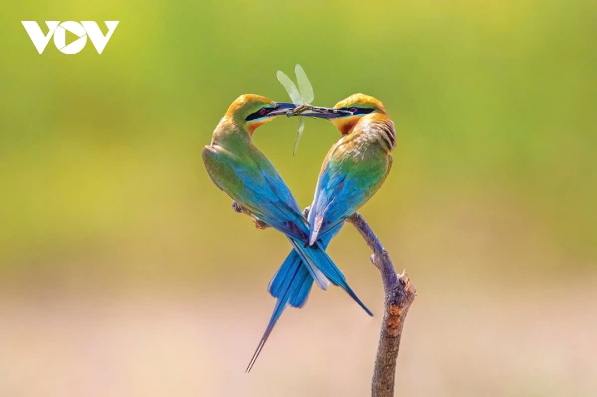 Vietnam is one of the most biodiverse countries in the world, especially when it comes to wild birds and animals. The country boasts various ecosystems such as tropical rainforests, mangrove forests, grasslands, and high mountains, creating rich habitats for many wildlife species. Nearly 1,000 bird species and over 300 mammal species have been recorded in Vietnam. (In the photo is the blue-tailed pheasant by author Truong Huynh Son)