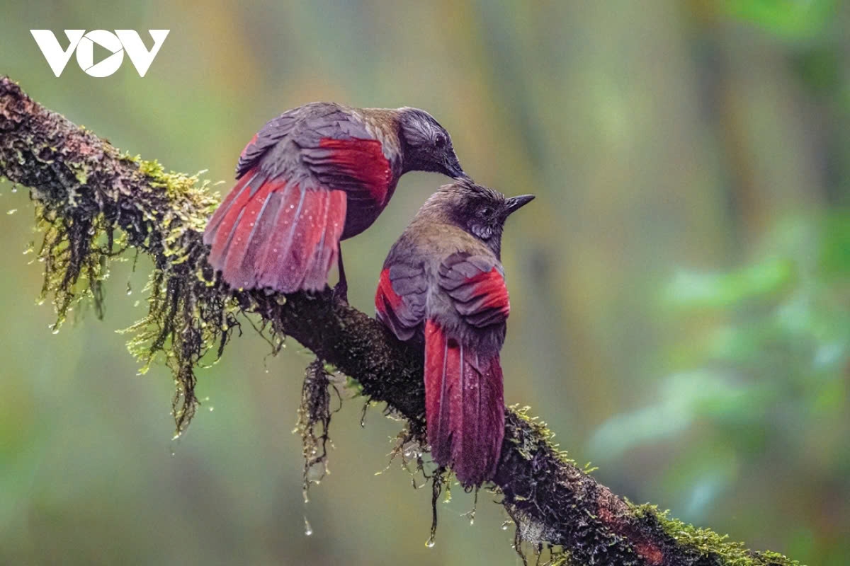 Second Prize goes to the photo the red-winged laughingthrush by Do Xuan Tam.