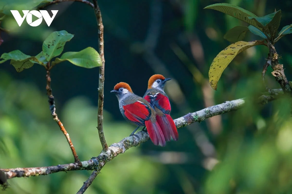 First Third Prize is awarded to the photo the Red-tailed laughingthrush by Phan Van Phu.