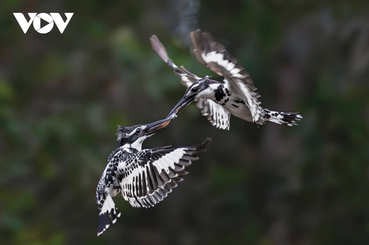 Another Third Prize is presented to the artwork the little kingfisher by Pham Trung Kien.