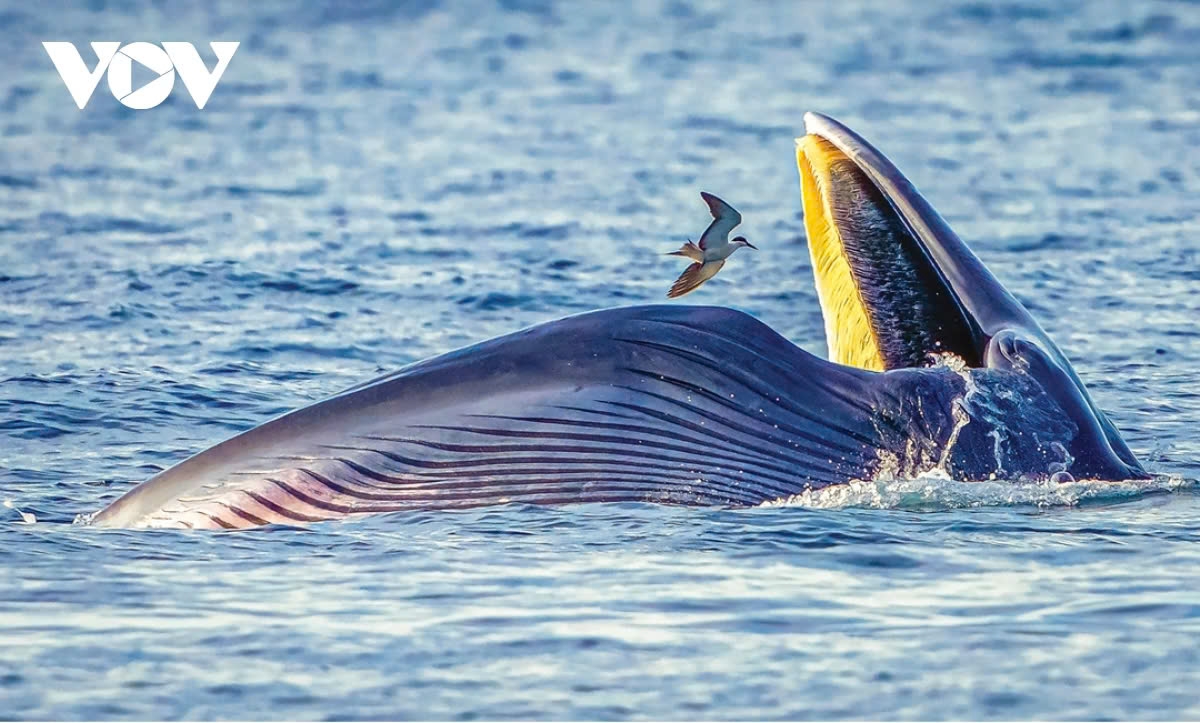 Another Third Prize goes to the photo the whale and seagull by Huynh Van Truyen.