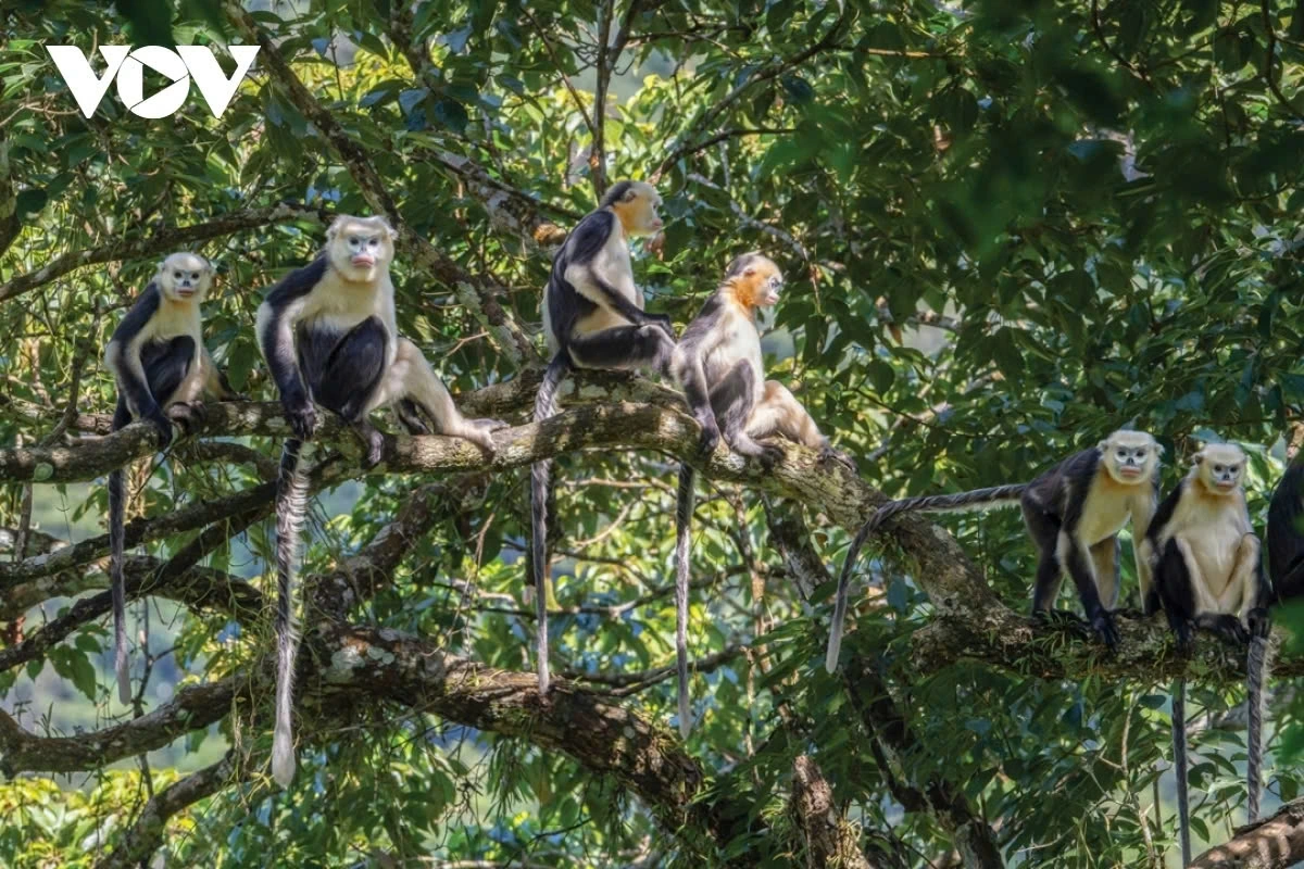 Vietnam’s biodiversity is a precious natural resource that is currently under serious threat due to habitat loss, illegal hunting, and climate change. Many bird and animal species have completely disappeared from the wild in Vietnam over the past years, such as the white-crested gibbon, rhinoceros, wild buffalo, and others. Protecting and conserving biodiversity is an urgent task to ensure the balance of ecosystems and the future of many wild plant and animal species. (In the photo is the hooded langur by author Xuan Thanh)