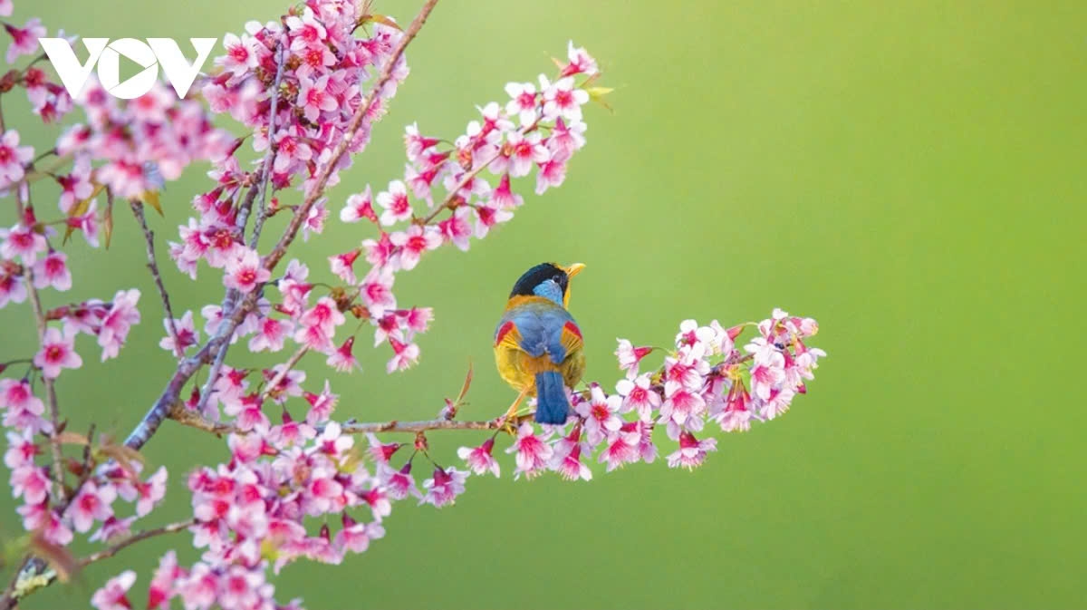 Many unique submissions have been entered into the contest “Wild Birds and Animals of Vietnam” 2024, capturing the magical, interactive moments between birds, wild animals, and the stunning natural environment of Vietnam. (The silver-breasted broadbill by author Duong Tran Hai)