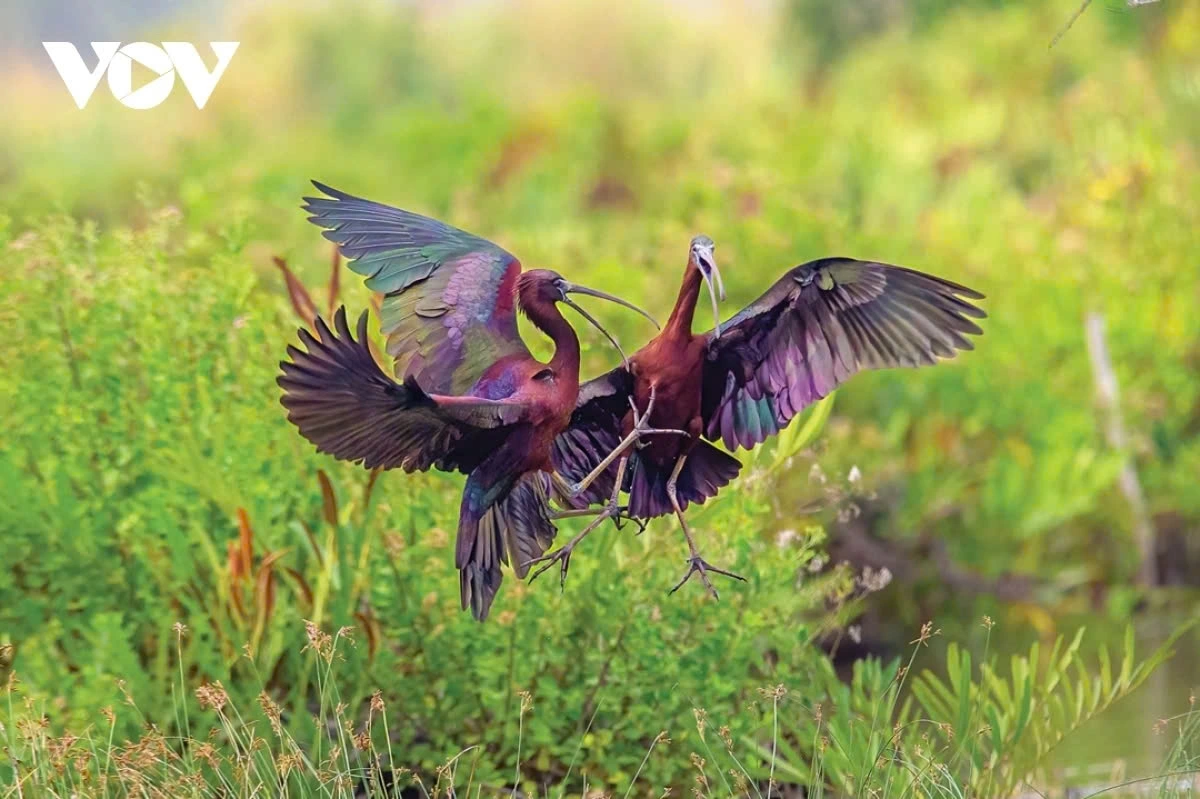 Over the past decade, wildlife photography, particularly the capturing of images of birds and mammals in Vietnam, has rapidly developed. Currently, hundreds of photographers in the country are passionately and diligently documenting the beauty of wild animals. (The black-faced spoonbill by author Duong Tran Hai)