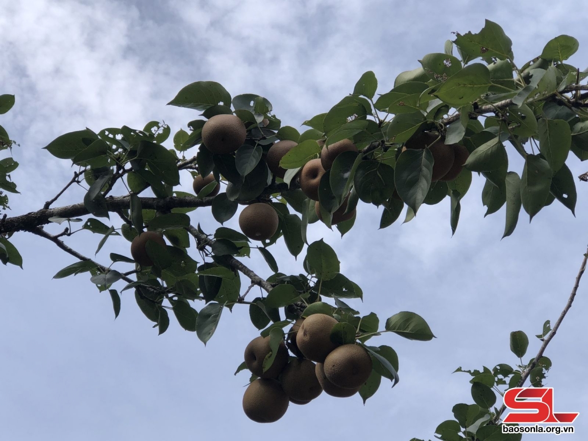 Quả mắc coọc khi chín chuyển sang màu nâu đất