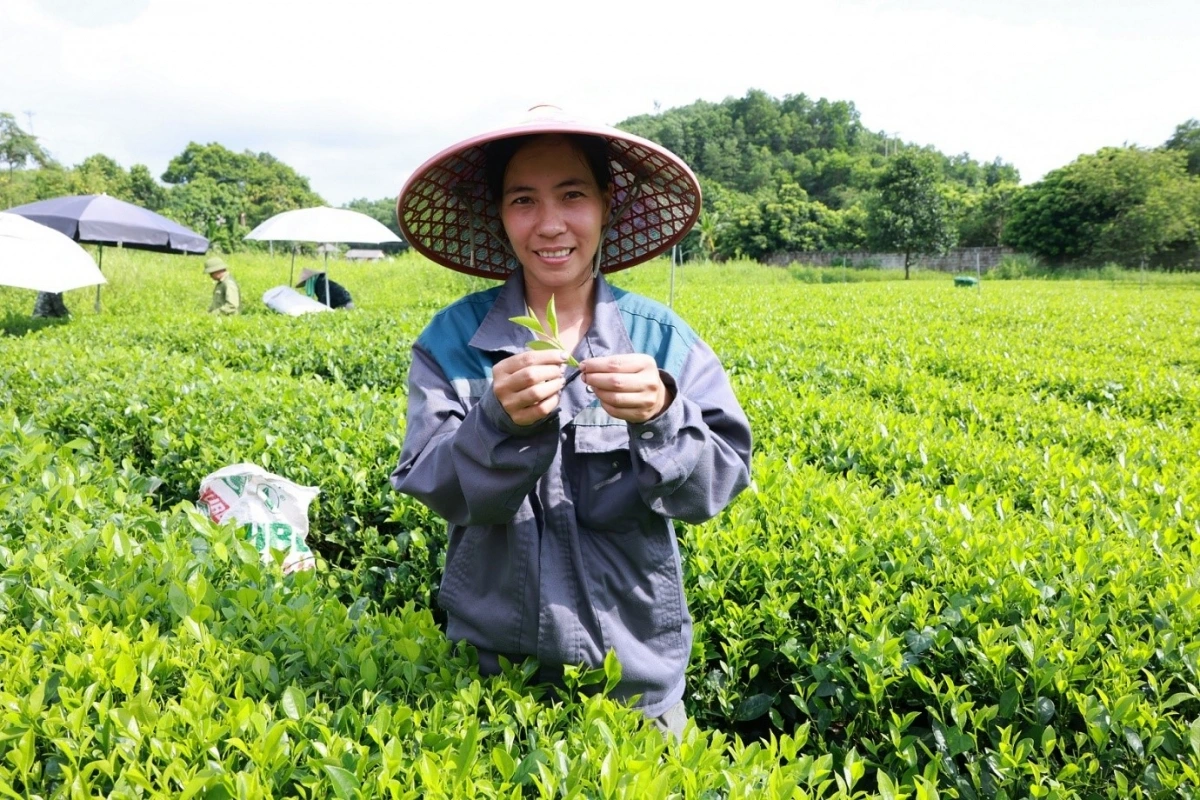Chị Bùi Thị Thảo (Ấp Ao Rôm 1, xã Khe Mo, huyện Đồng Hỷ tỉnh Thái Nguyên) tự hào khi vườn chè của gia đình được sử dụng để sản xuất sản phẩm Trà Xanh Không Độ nổi tiếng và tạo nên thu nhập ổn định nuôi sống cả gia đình nhiều thế hệ.