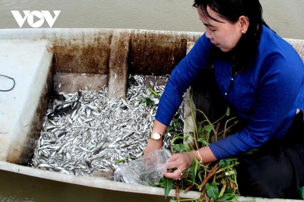 After being caught, the fish is prepared in various dishes for visitors to enjoy.
