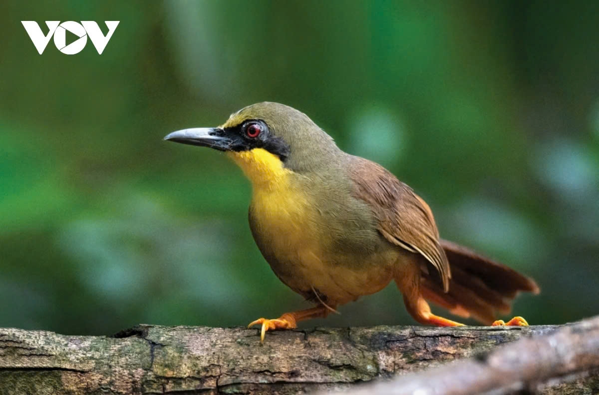 The photo contest and exhibition “Wild Birds and Animals of Vietnam” in 2024 aims to create a truly enriching and friendly platform for nature photography. It seeks to highlight the beauty of Vietnam's wildlife, specifically its bird and animal species, to a wide audience both domestically and internationally. (The golden-bellied gibbon captured by photographer Vo Dang).