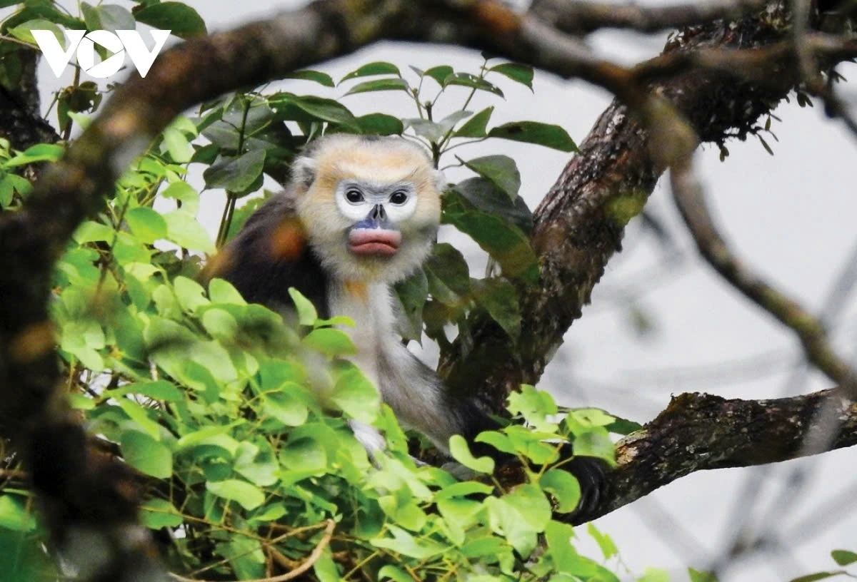 Let’s have a look at some of the award-winning photos from the competition. This is the winning photo featuring the nose-bleed langur by Chung Van Thanh.