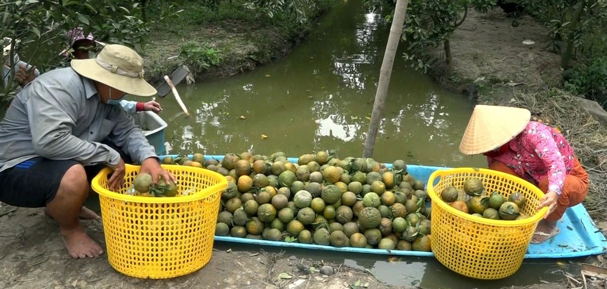 Cam sành được thương lái mua xô với giá từ 2.000 đồng/kg tại vườn (Ảnh: Cổng TTĐT Trà Vinh)