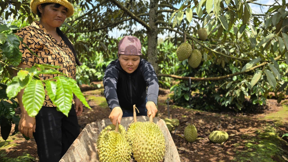 Sầu riêng đang là ngành hàng tiềm năng ở Tây Nguyên