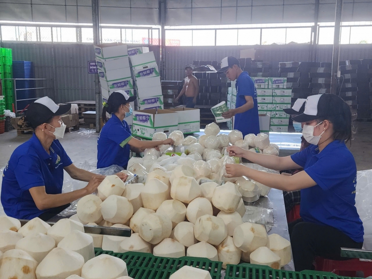 Được cấp mã vùng trồng, cơ sở đóng gói trái dừa tươi sẽ "bay xa" giá trị nâng lên.
