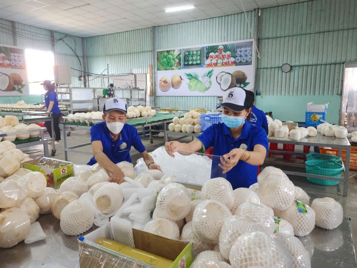 Trái dừa tươi của Hợp tác xã Hưng Thịnh Phát huyện Chợ Gạo đưa đi xuất khẩu chính ngạch sang Trung quốc.