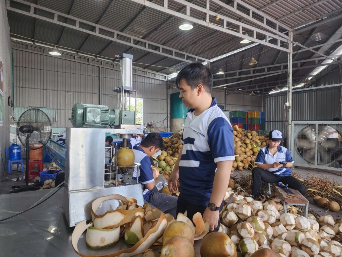 Trái dừa tươi tại tỉnh Tiền Giang trước đây do tiêu thụ nội địa nên giá bấp bênh
