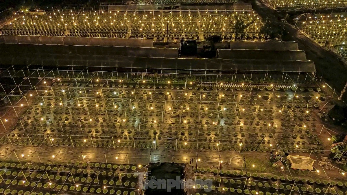 Duong Son flower village has become even brighter than usual in the days leading up to Tet.