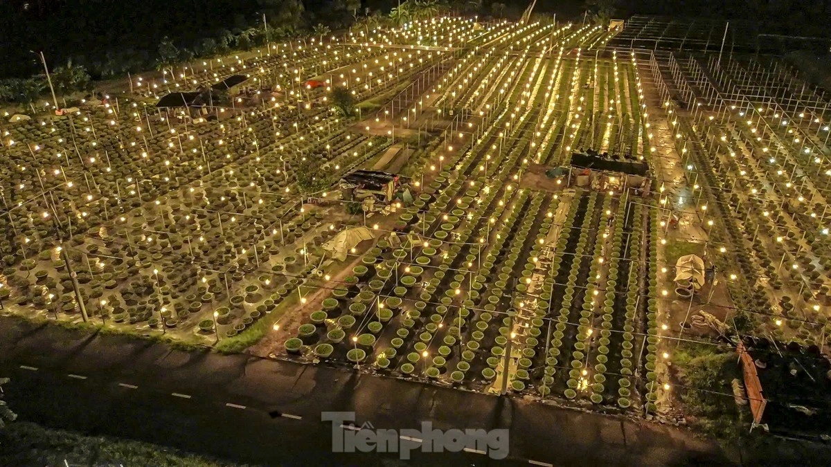 A variety of flowers are planted to welcome the upcoming Tet holiday.
