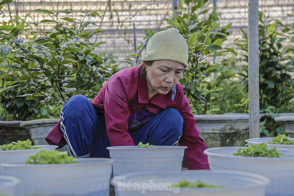 Duong Son represents the biggest flower village supplying flowers to Da Nang and the neighbouring provinces of Quang Nam, Quang Tri, and Quang Binh.