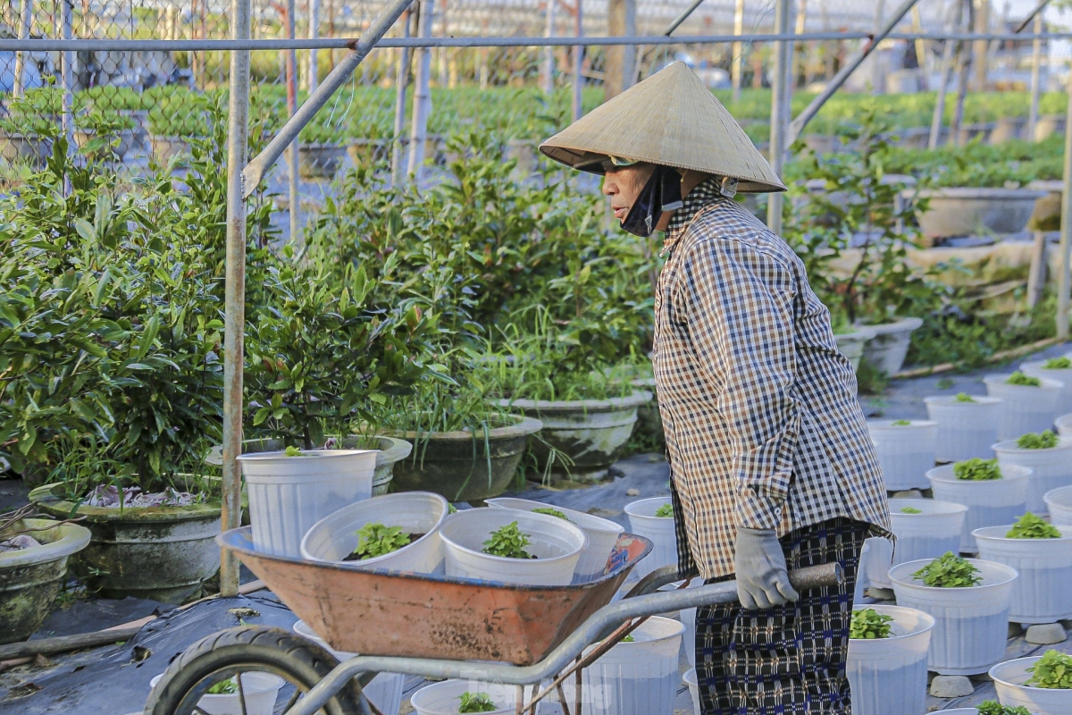 Local farmers plan to provide around 16,000 flower pots of all kinds for the Tet market.