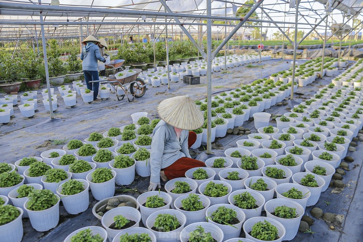 Many farmers are busy taking care of their flowers and ornamental plants ahead of Tet 2025.