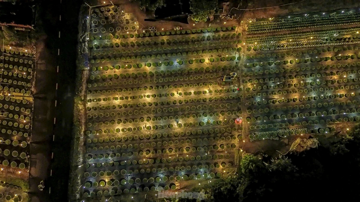 As Tet draws near, farmers are much busier growing flowers for the Tet holiday, with high hopes of a better year.