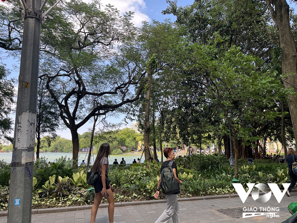 Rất nhiều cây xanh quanh khu vực Hồ Hoàn Kiếm được trồng lại và đến nay đã mọc mầm...