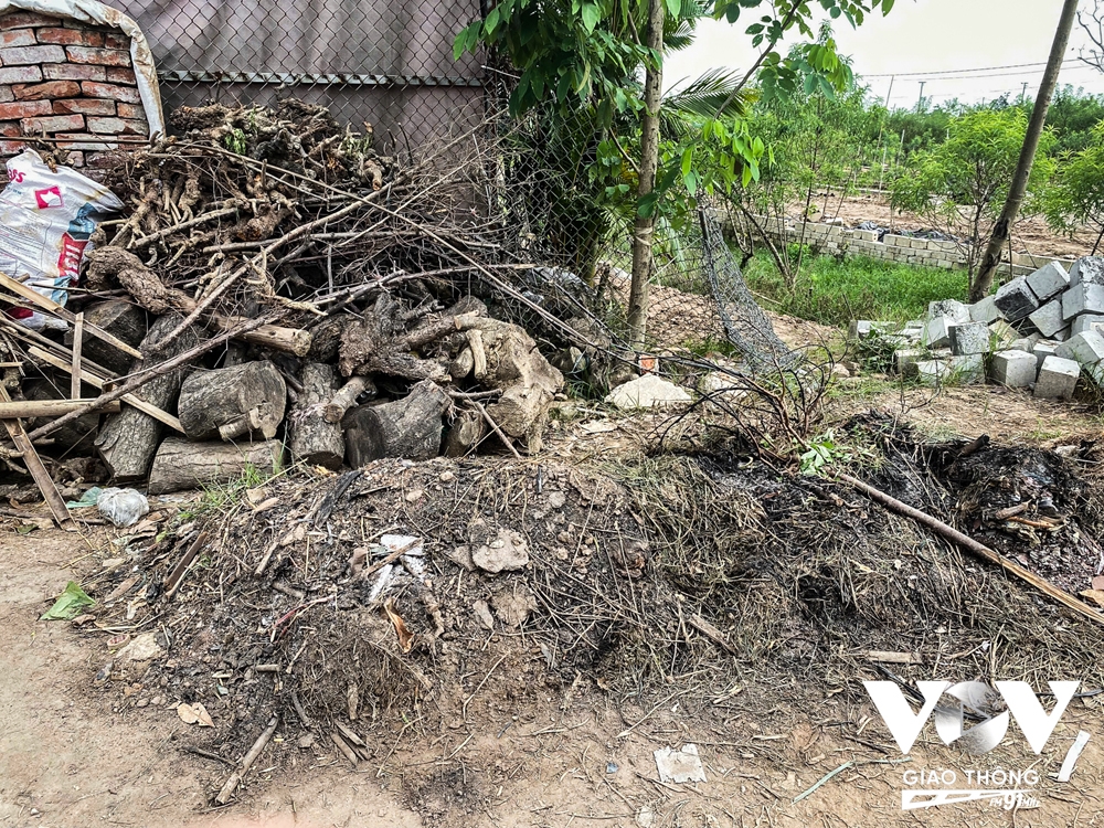 Đi dọc con đường dẫn vào làng đào Nhật Tân, không khó để bắt gặp hình ảnh những gốc đào chết khô, cháy rụi xếp thành đống hai bên đường.