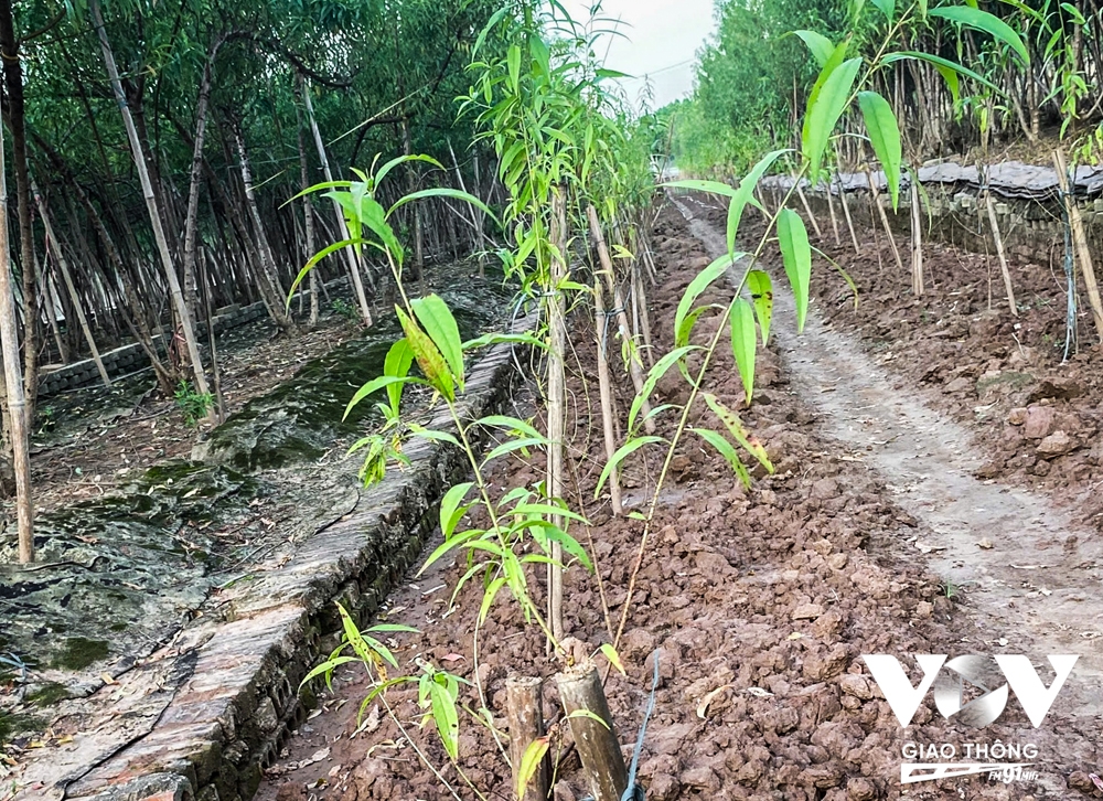 Nhu cầu trồng đào sau lũ tăng cao khiến giá cây giống cũng tăng vọt, một xã viên của HTX Nhật Tân cho biết, giá cây giống hiện tại dao động từ 20.000 - 30.000/cây