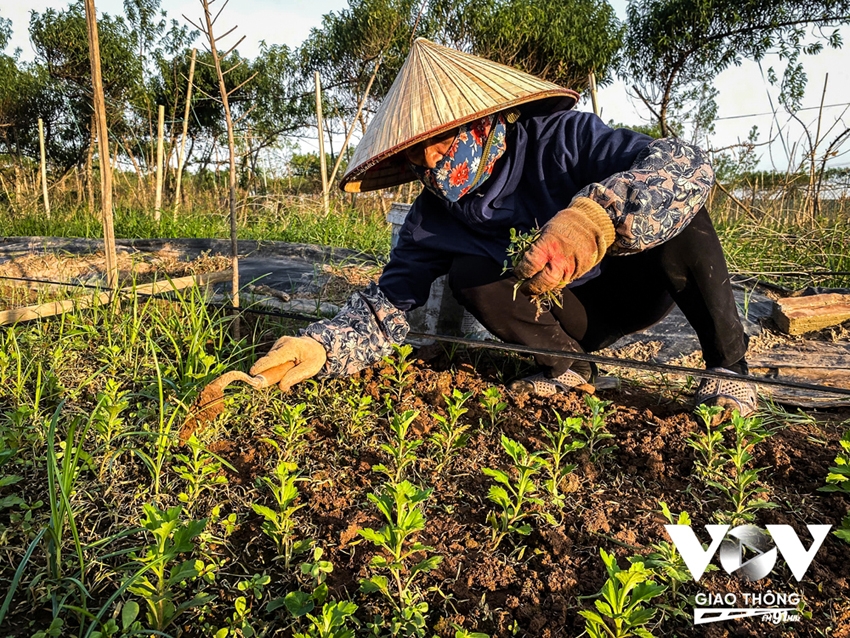 Tại phường Nhật Tân, gần như toàn bộ diện tích đất bãi sản xuất nông nghiệp của người dân bị ngập. Hơn 65ha đào, chiếm 65,4% tổng diện tích trồng đào của phường, đã bị mất trắng, gây thiệt hại lên tới 40 tỷ đồng.
