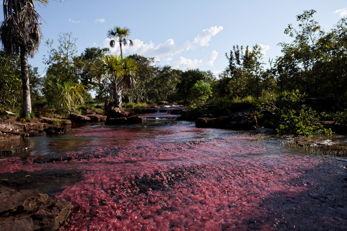 Thực vật thủy sinh tạo màu hồng trên sông Cano Sabana, San Jose de Guaviare, Colombia. Nguồn: Reuters