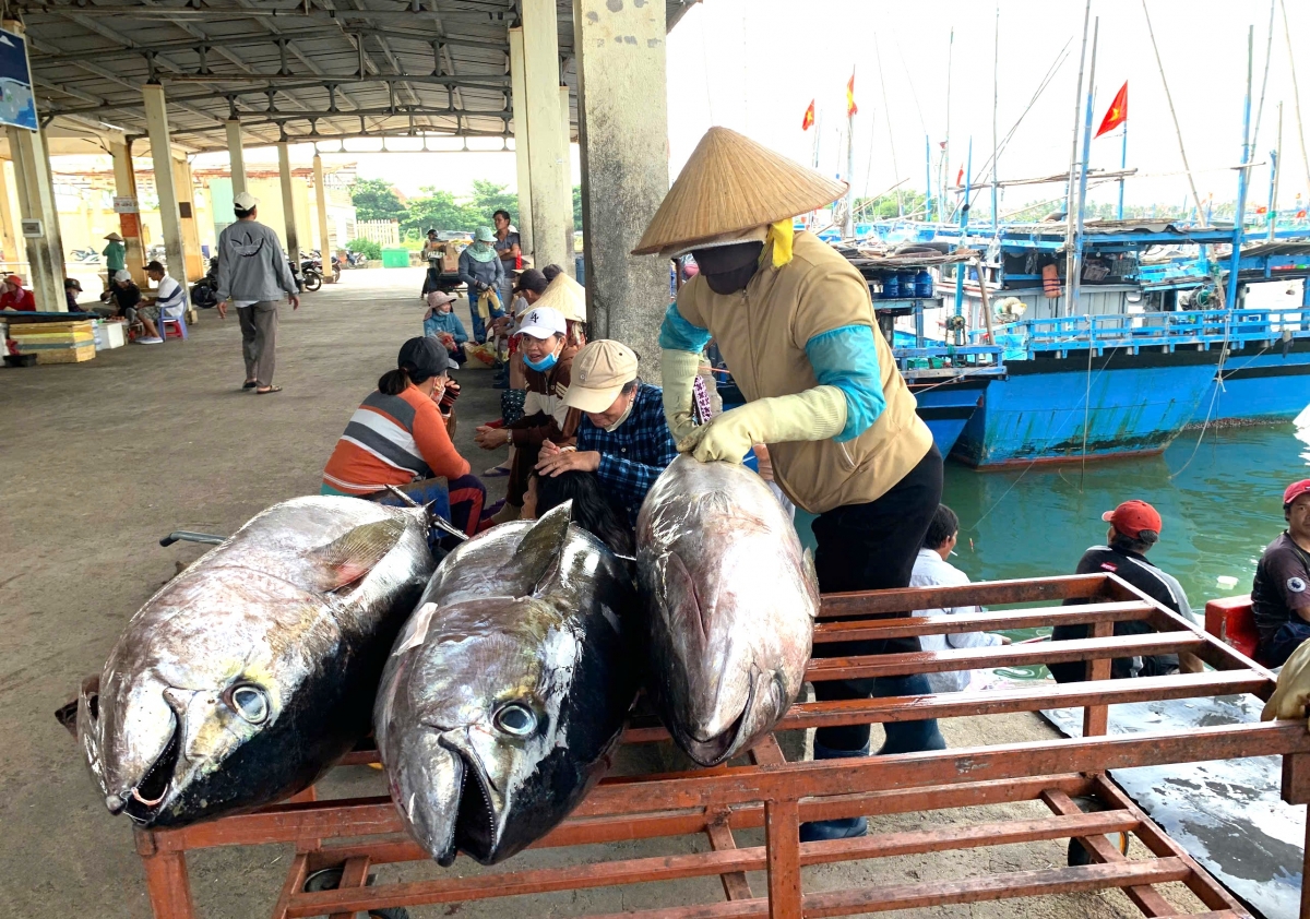 Cảng cá Đông Tác, thành phố Tuy Hòa, tỉnh Phú Yên