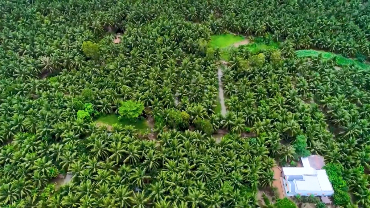 Vùng chuyên canh dừa hữu cơ Trà Vinh (Ảnh: Cổng TTĐT Trà Vinh)