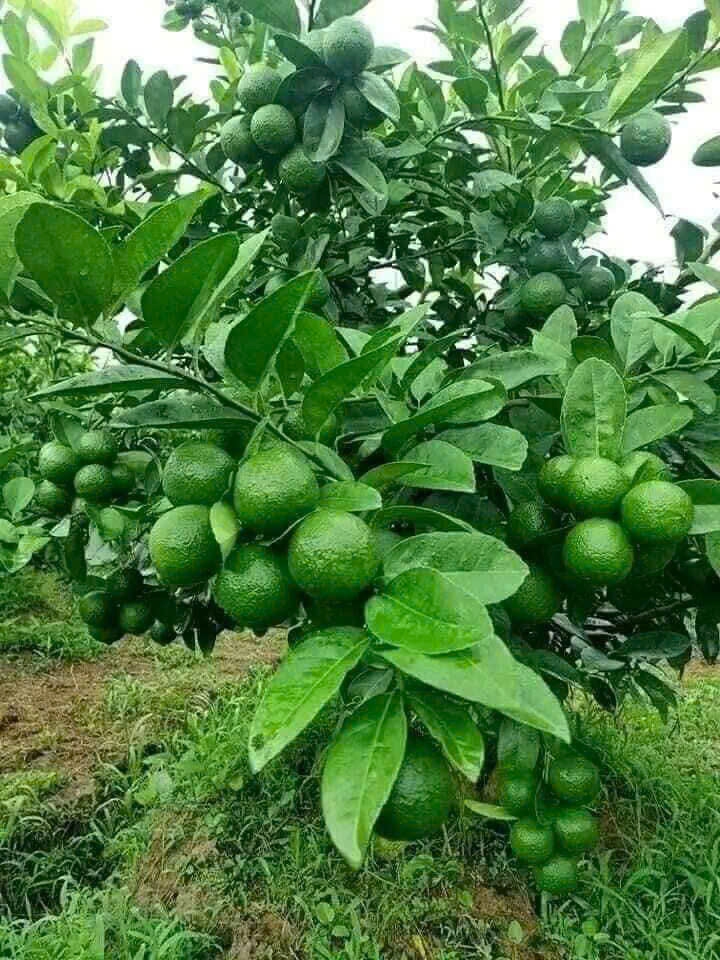 Cây chanh năng suất cao và cho thu hoạch quanh năm.
