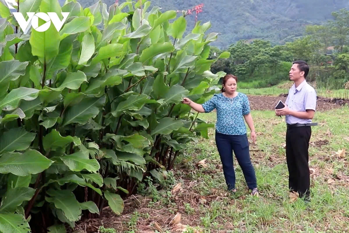 From the barren hillside slopes that used to grow cassava and corn, local people in Tam Duong district have transitioned to cultivating arrowroot for many years now.