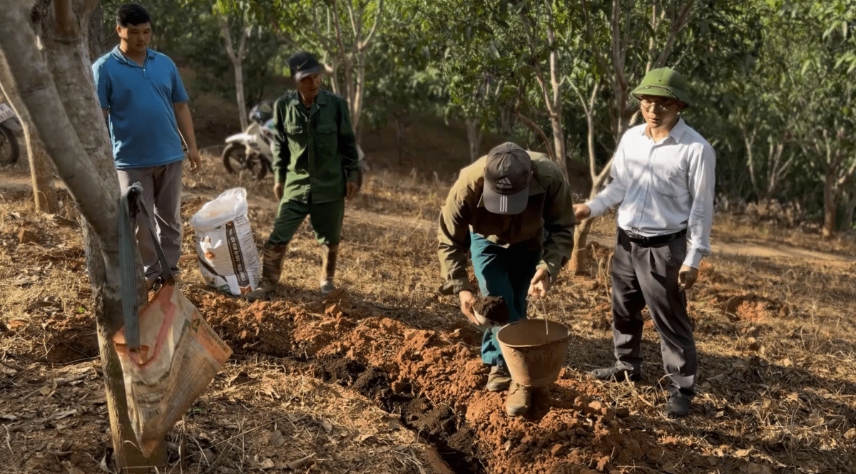 Các cấp, các ngành quan tâm hướng dẫn kỹ thuật trồng, chăm sóc nâng cao chất lượng và giá trị sản phẩm xoài.