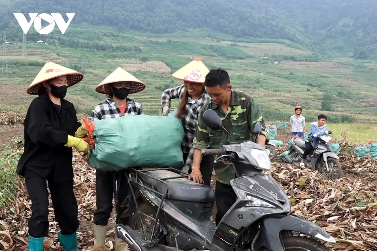 The primary ingredient to make miến dong is the dong root, which is known for its high starch content. In the photo is harvesting arrowroot in the field.