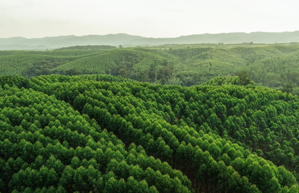 Indonesia lên kế hoạch hồi phục hàng triệu ha rừng. Ảnh: JKP