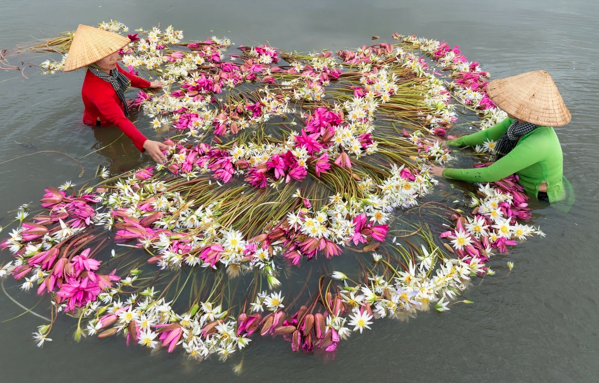When the delta floods every fall, typically for several weeks between August and November, the waterlily harvest becomes a popular photo op for tourists. (Photo courtesy of George Steinmetz)