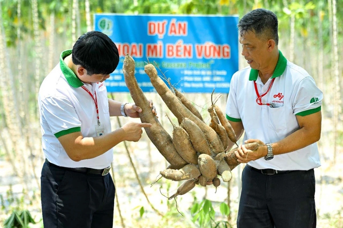 Dự án Khoai mì bền vững góp phần làm tăng thu nhập cho người nông dân và giảm lượng khí CO2 trong tự nhiên.